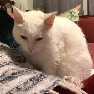 Meet your Posher, Peri